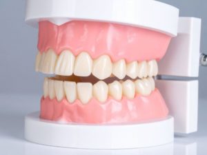 歯の模型。歯科を連想させる